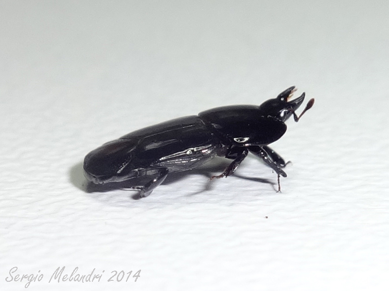 Histeridae: Hololepta plana